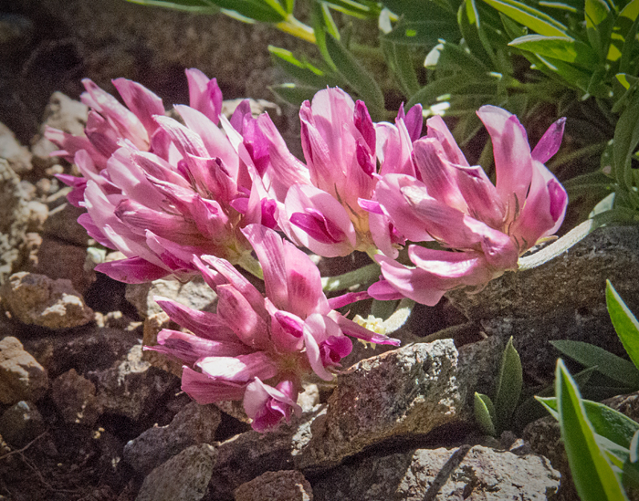 Alpine Clover 1.jpg